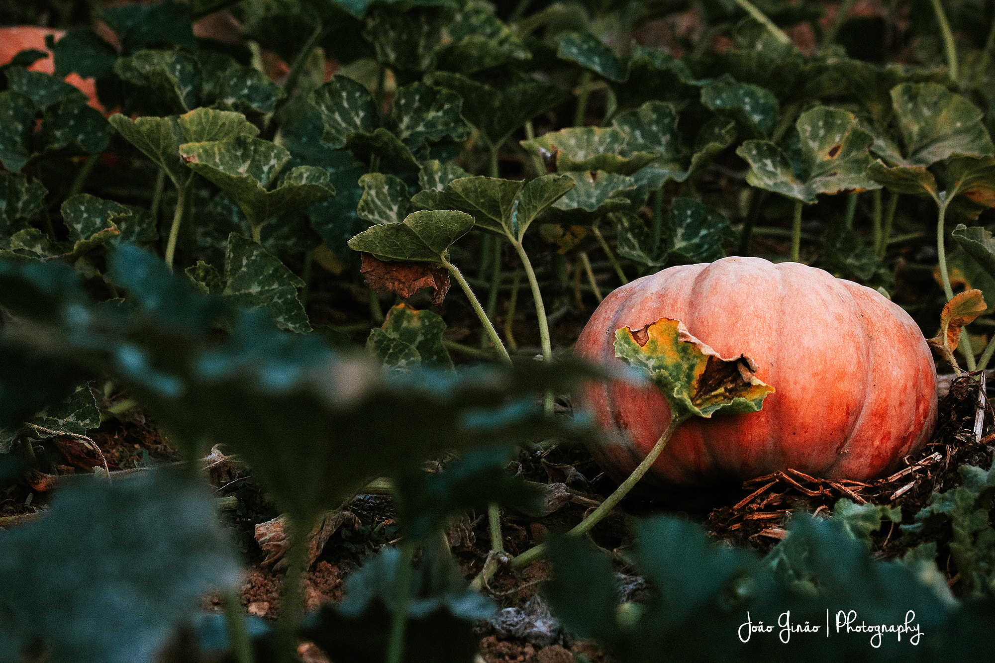 Canon EOS 600D (Rebel EOS T3i / EOS Kiss X5) sample photo. Pumpkin photography