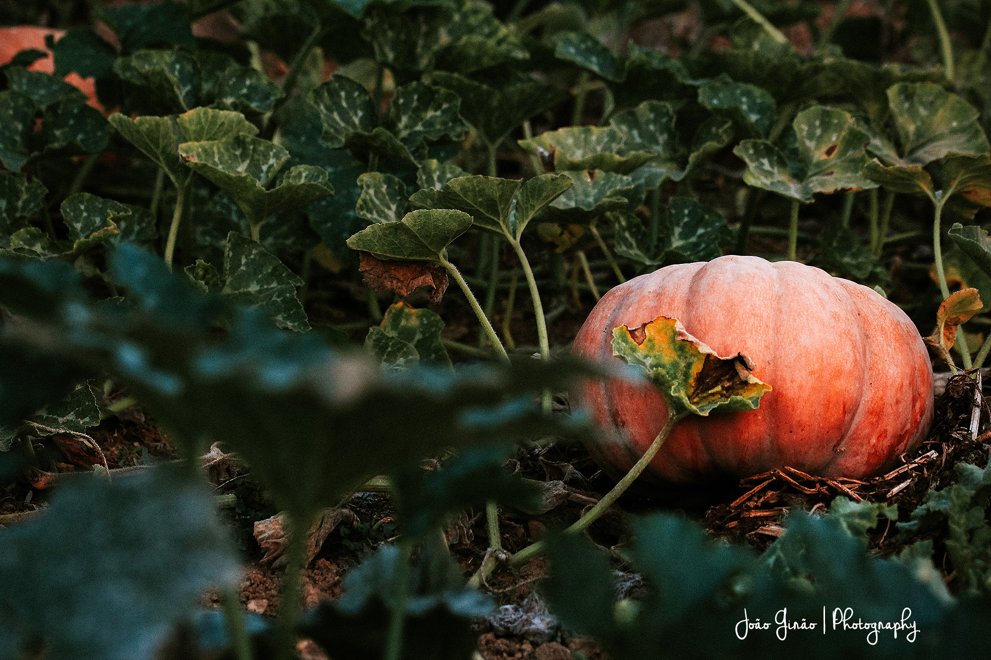 Sigma 105mm F2.8 EX DG OS HSM sample photo. Pumpkin photography