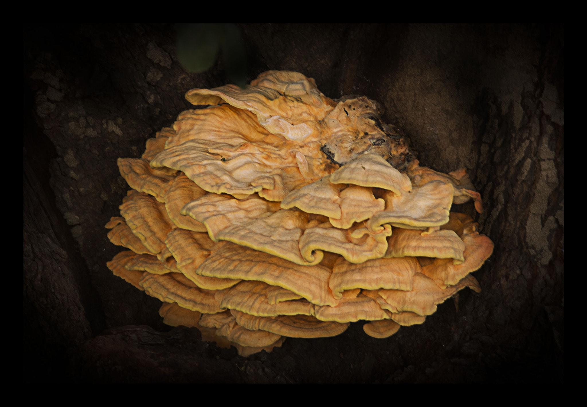 Sigma 105mm F2.8 EX DG Macro sample photo. Boletus photography