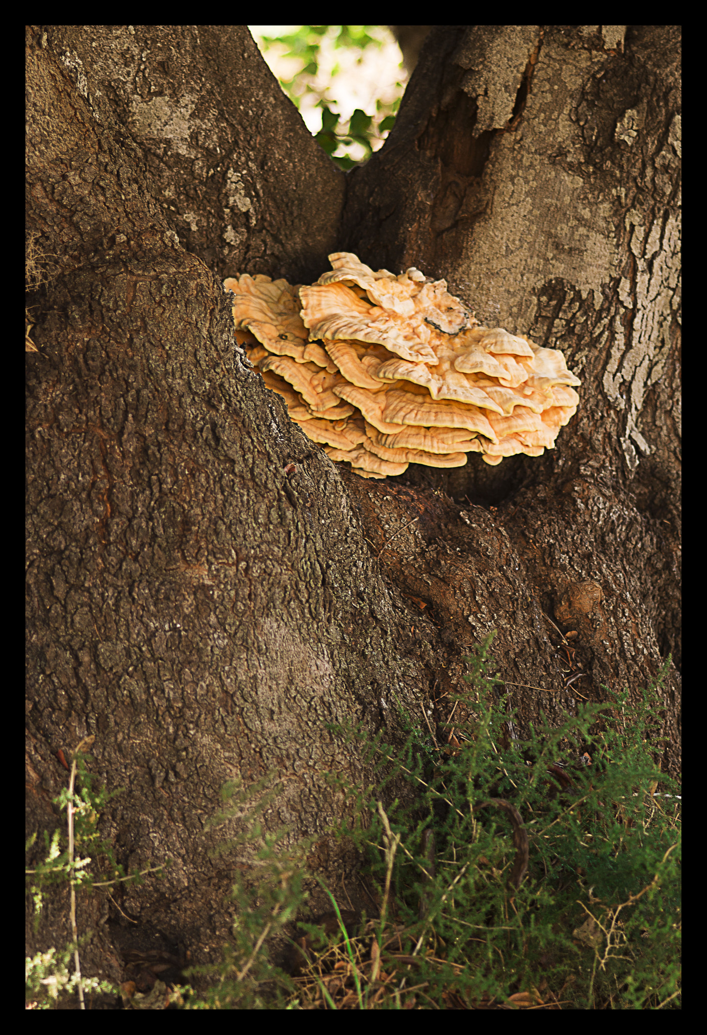 Sigma 105mm F2.8 EX DG Macro sample photo. Boletus ii photography