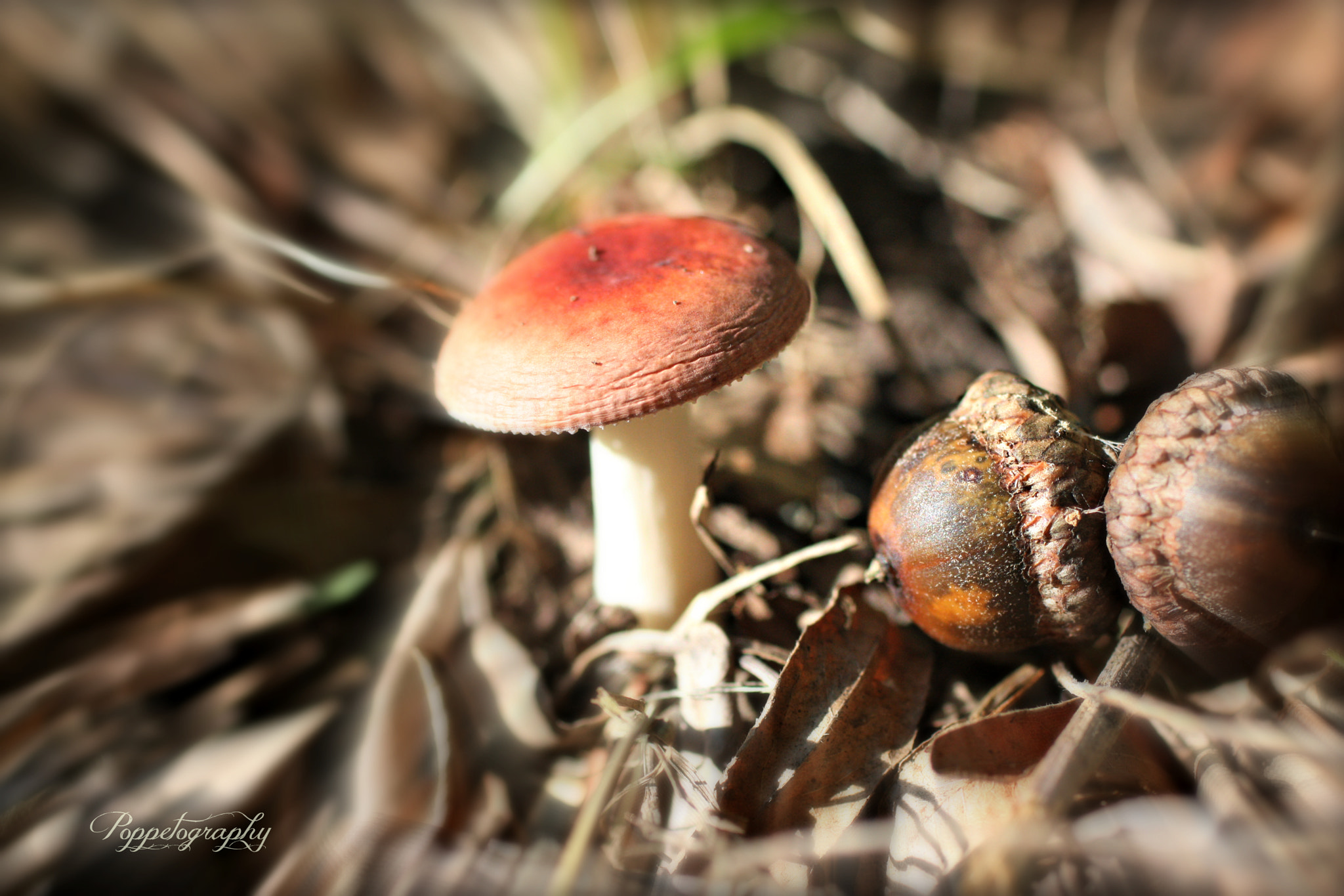 Canon EF 50mm F2.5 Macro sample photo. Mushroom macro photography