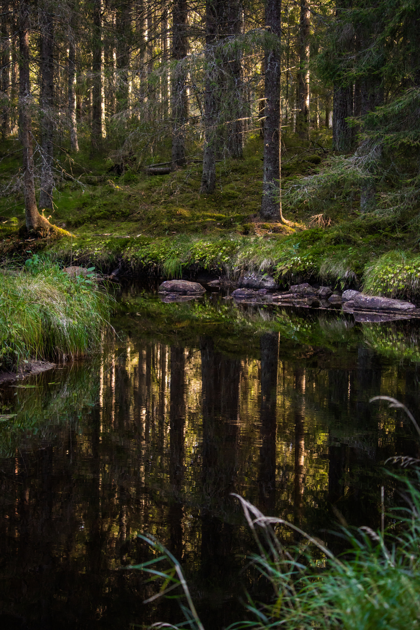 Canon EOS M3 sample photo. Fir forest photography