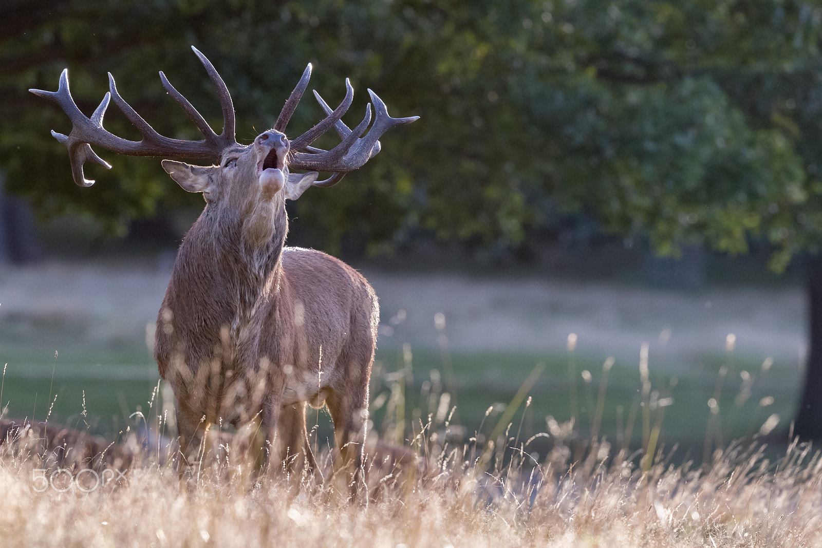 Canon EF 500mm F4L IS II USM sample photo. Red deer stag bellowing photography