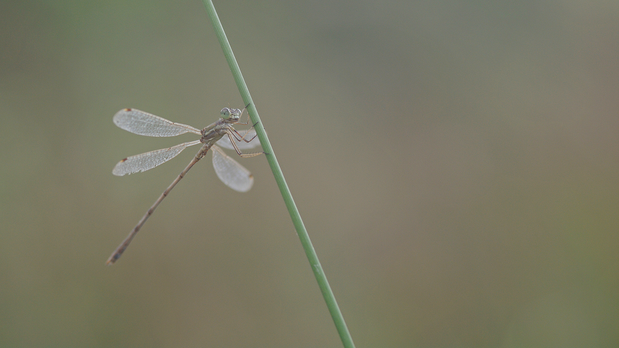 Pentax K-7 + Sigma sample photo. Libellule photography