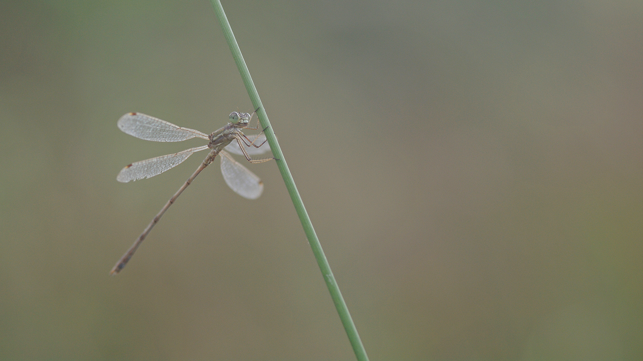 Pentax K-7 sample photo. Libellule photography