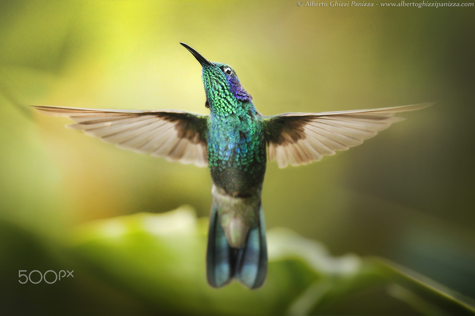 Nikon AF-S Nikkor 300mm F2.8G ED VR II sample photo. With wide open wings photography