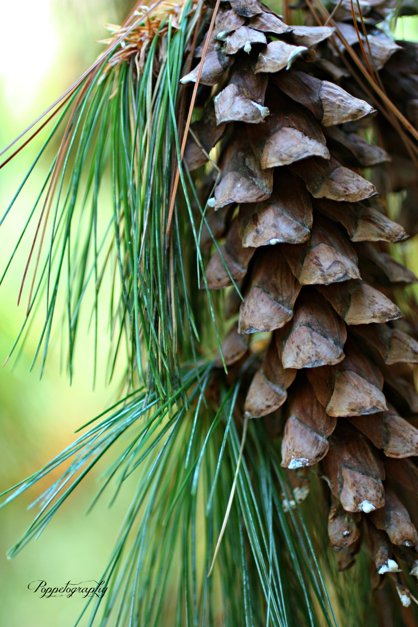 Canon EF 50mm F2.5 Macro sample photo. Pinecone pixels photography