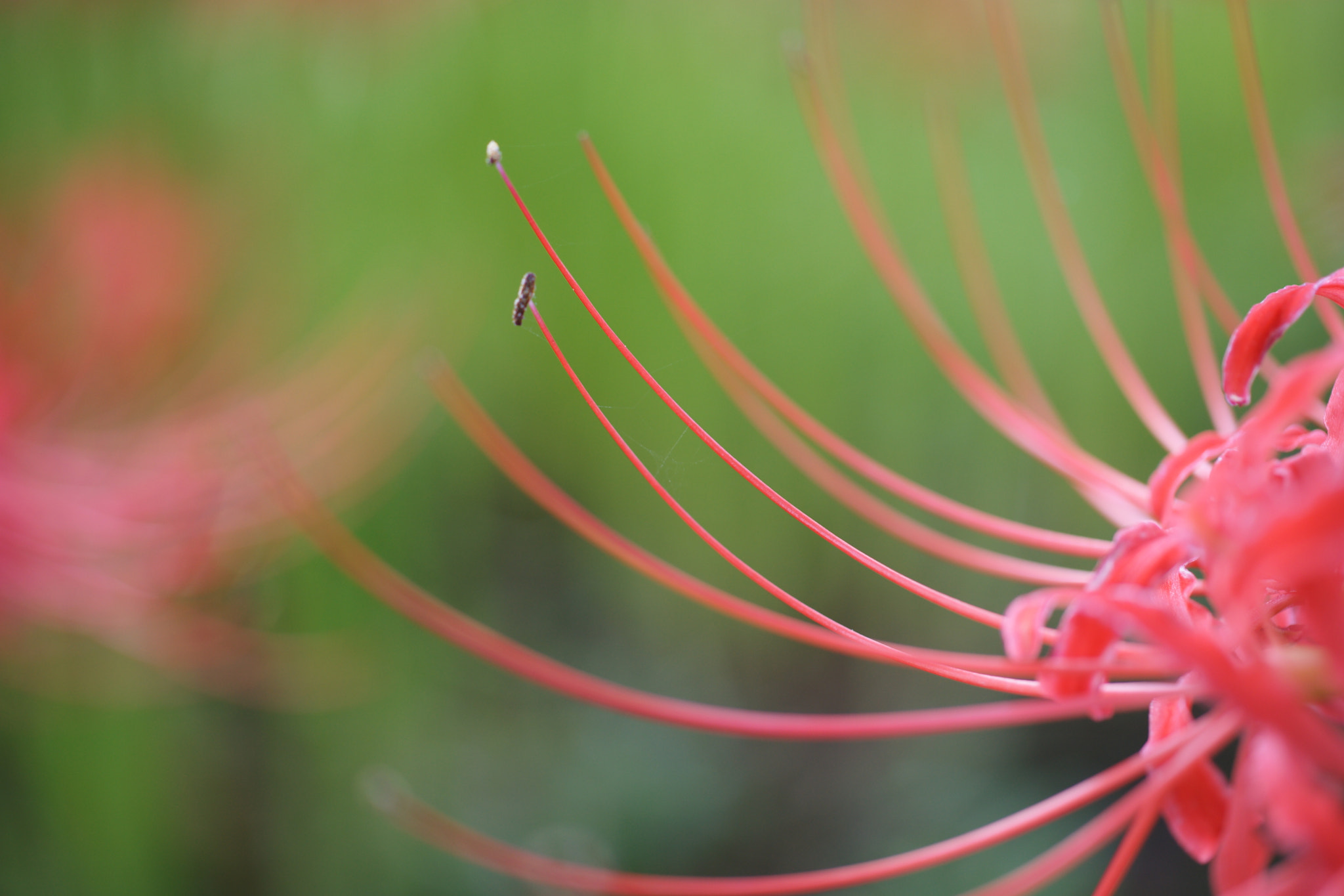 Sony Alpha DSLR-A900 sample photo. Red spider lily photography