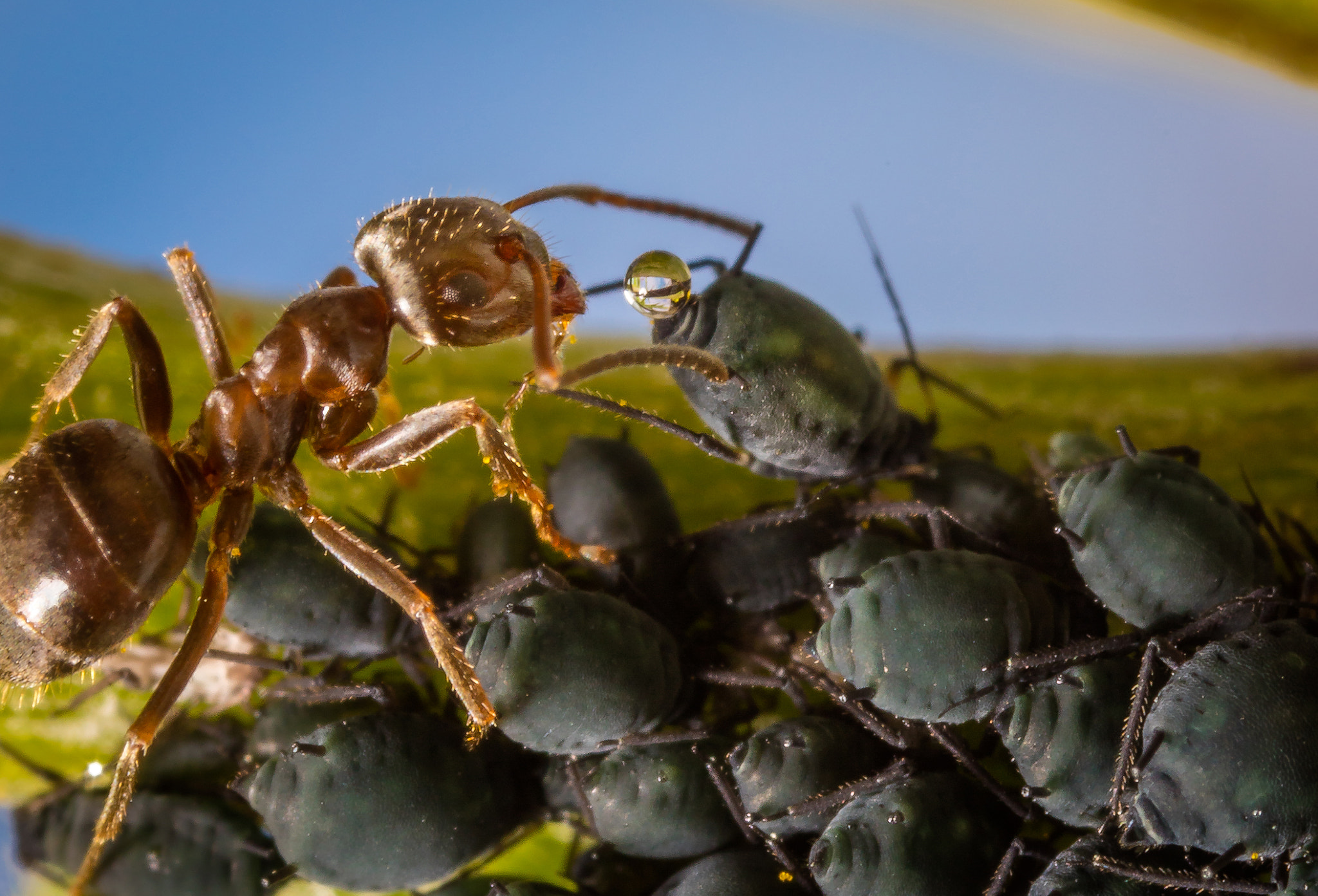 Canon EOS 5DS R + Canon MP-E 65mm F2.5 1-5x Macro Photo sample photo. Ant milking plant lice photography