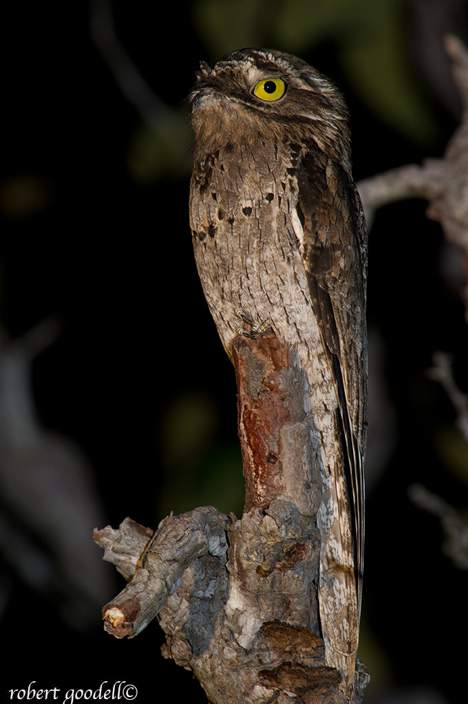 Nikon D3S sample photo. Common potoo perched at night photography