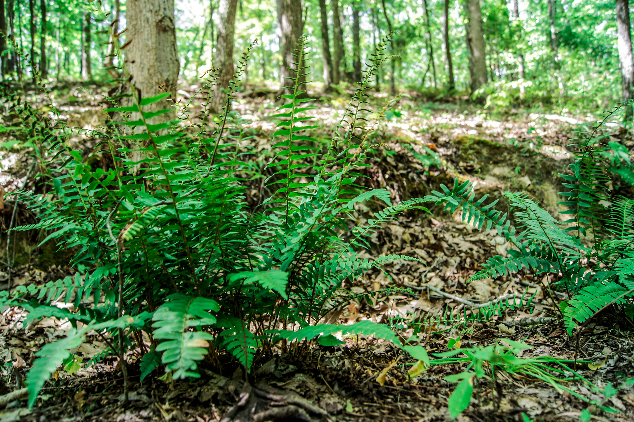 Sony SLT-A33 + Sony DT 18-55mm F3.5-5.6 SAM sample photo. Ferns photography