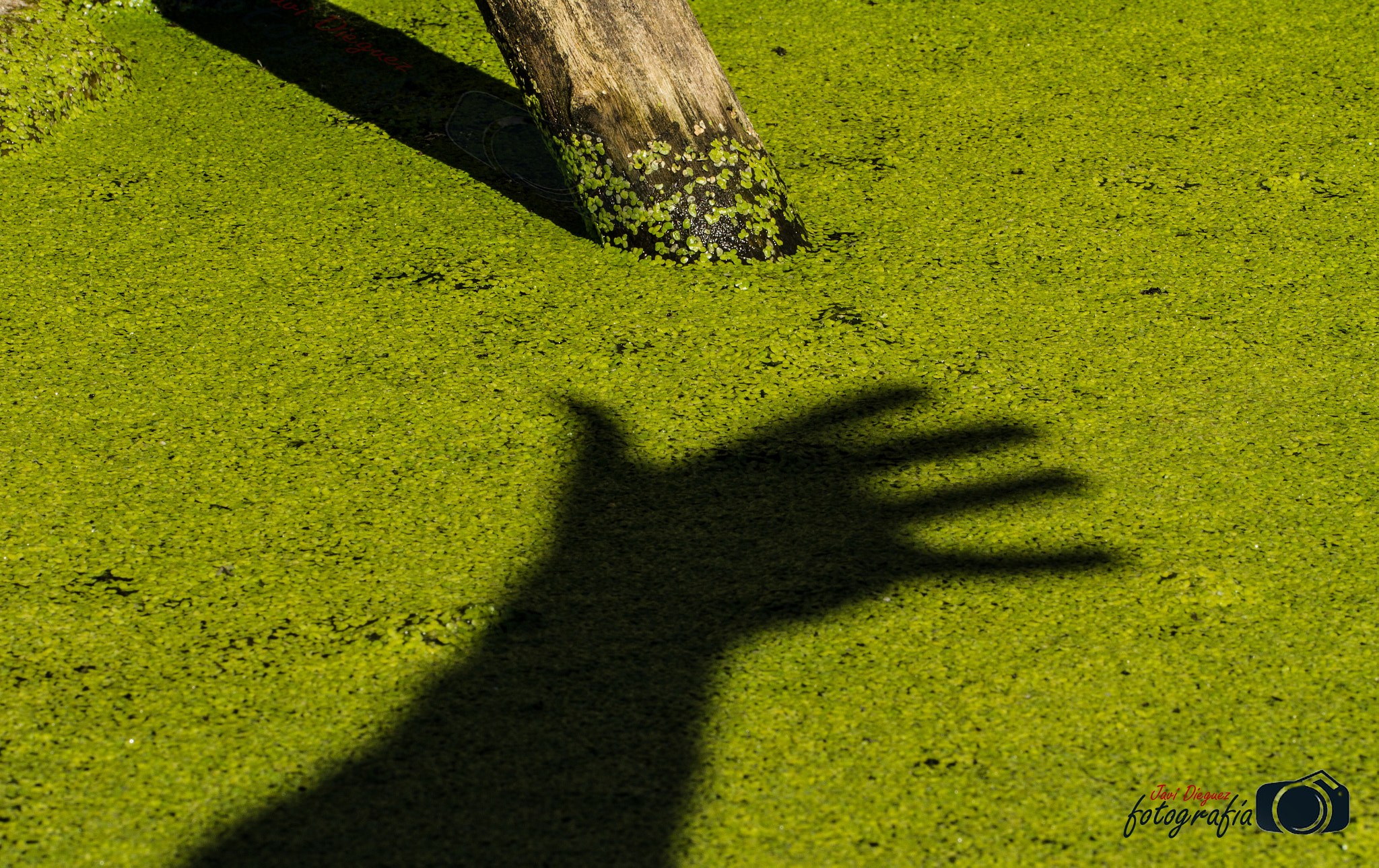 Canon EOS 7D + Canon EF 100mm F2.8L Macro IS USM sample photo. Leftovers on lichen photography