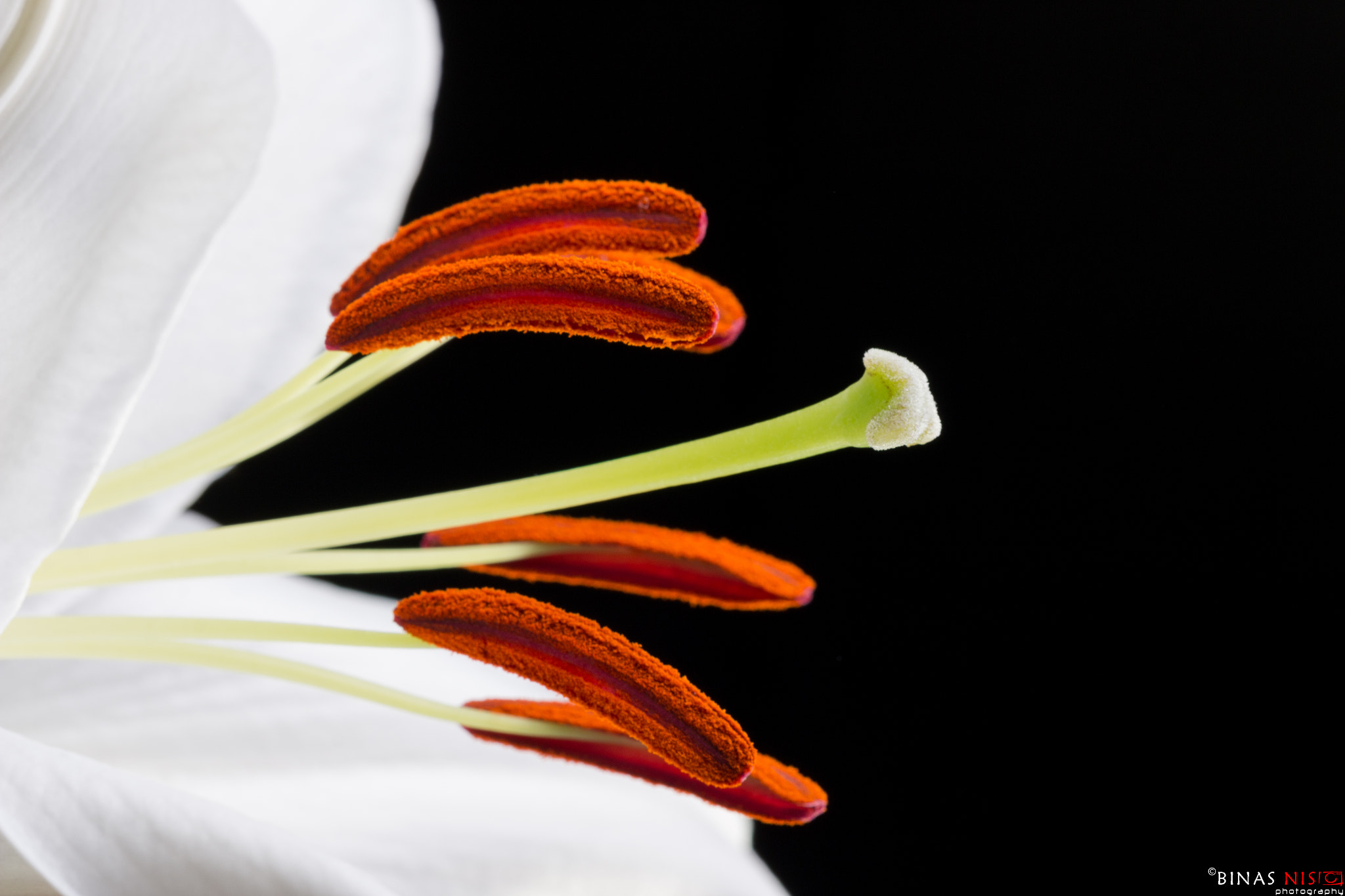 Sigma APO Macro 150mm f/2.8 EX DG HSM sample photo. Lilium photography