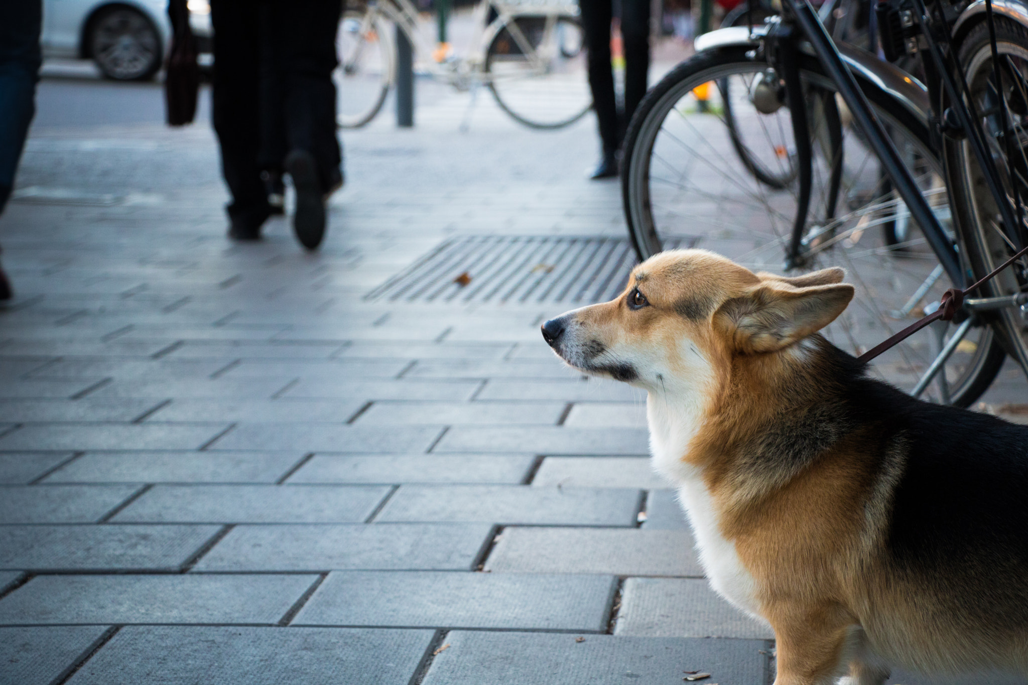 Canon EOS 760D (EOS Rebel T6s / EOS 8000D) + Canon EF-S 18-135mm F3.5-5.6 IS USM sample photo. A dog in the street photography