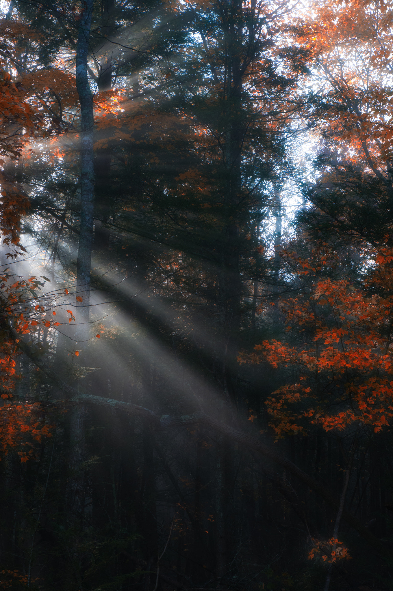 Nikon D300S sample photo. Cades cove, autumn color photography