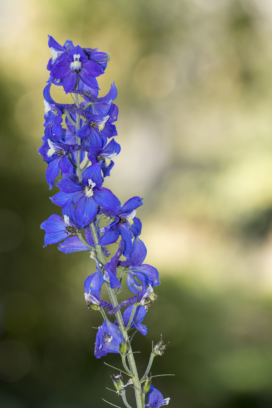 Canon EF 100mm F2.8L Macro IS USM sample photo. Delphinium delavayi photography