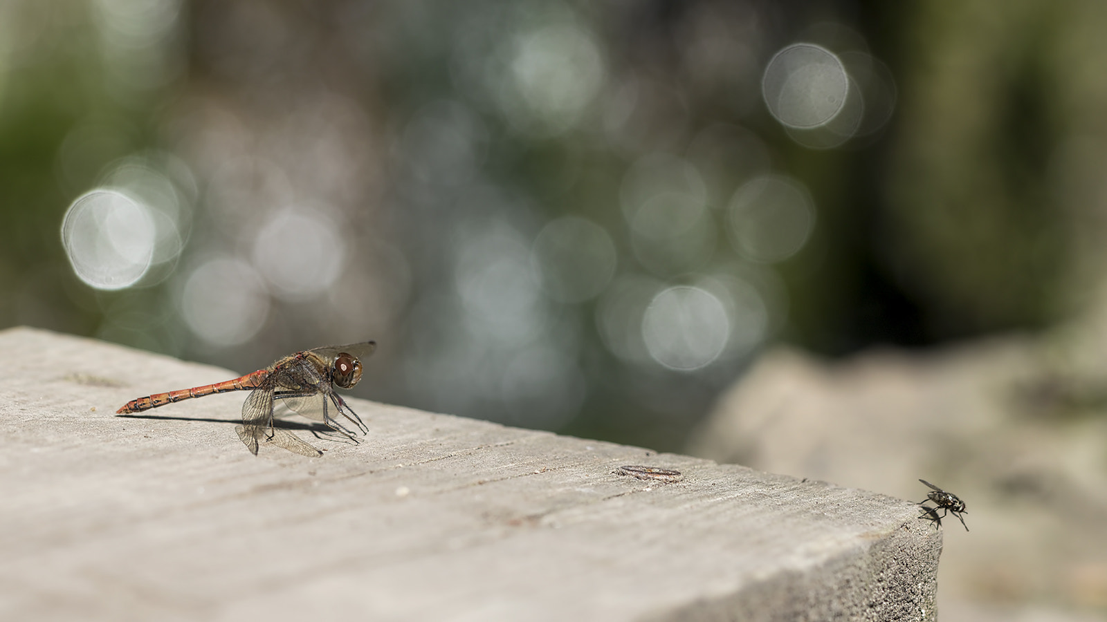 Canon EF 100mm F2.8L Macro IS USM sample photo. Attrapes mois si tu peux photography