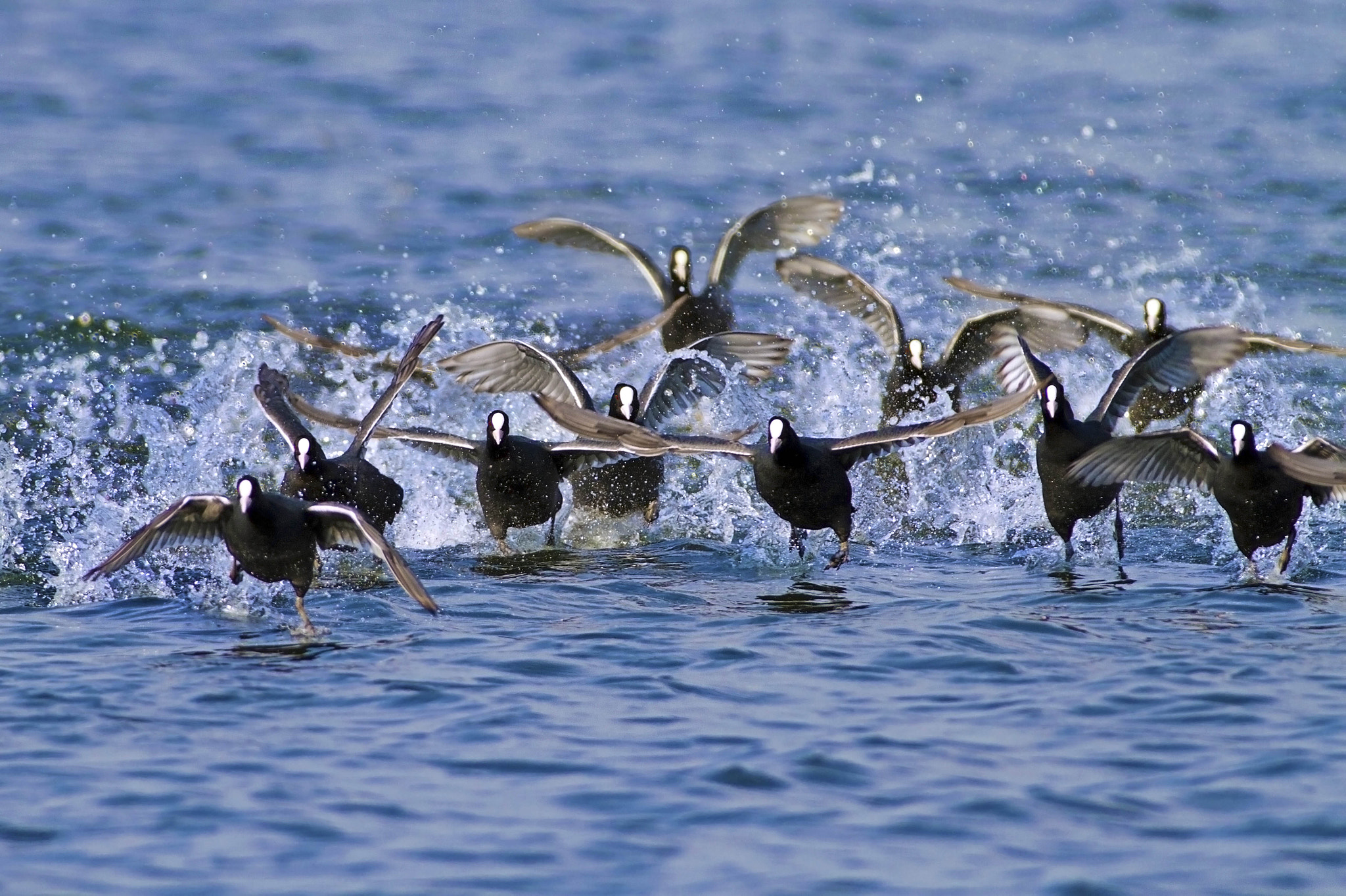 Canon EF 300mm f/2.8L + 2x sample photo. Coot photography