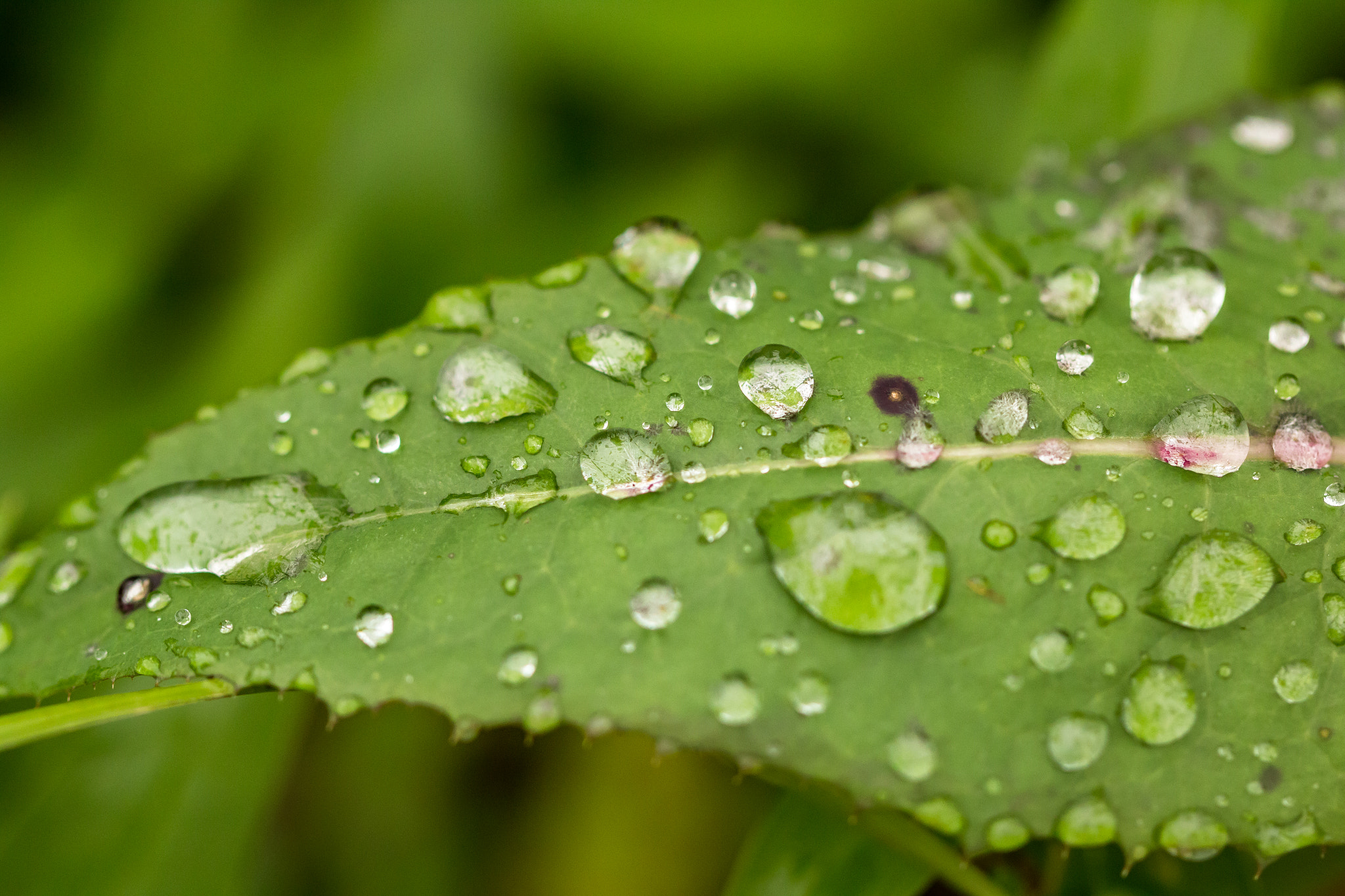 Canon EOS 70D + Canon EF 100mm F2.8L Macro IS USM sample photo. Gotas photography