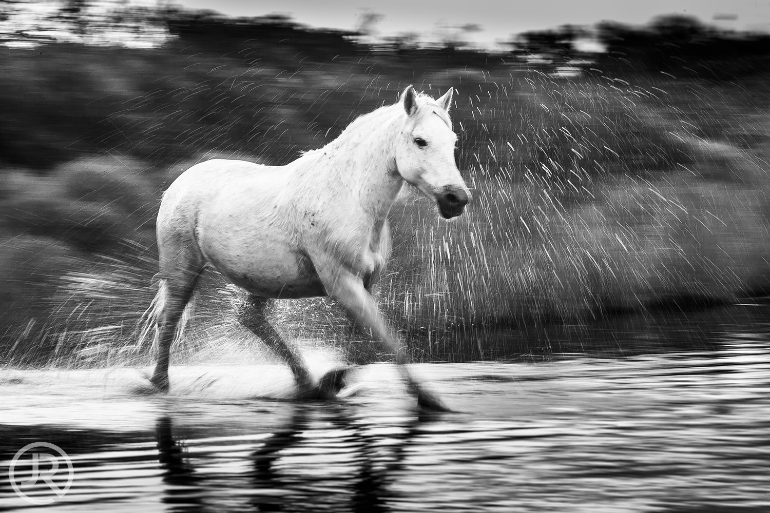 Canon EF 100-400mm F4.5-5.6L IS USM sample photo. Cheval camargais photography