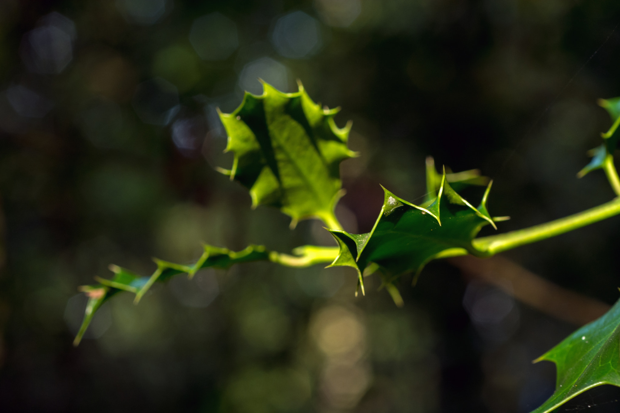 AF Micro-Nikkor 60mm f/2.8 sample photo. Spiky/soft! photography