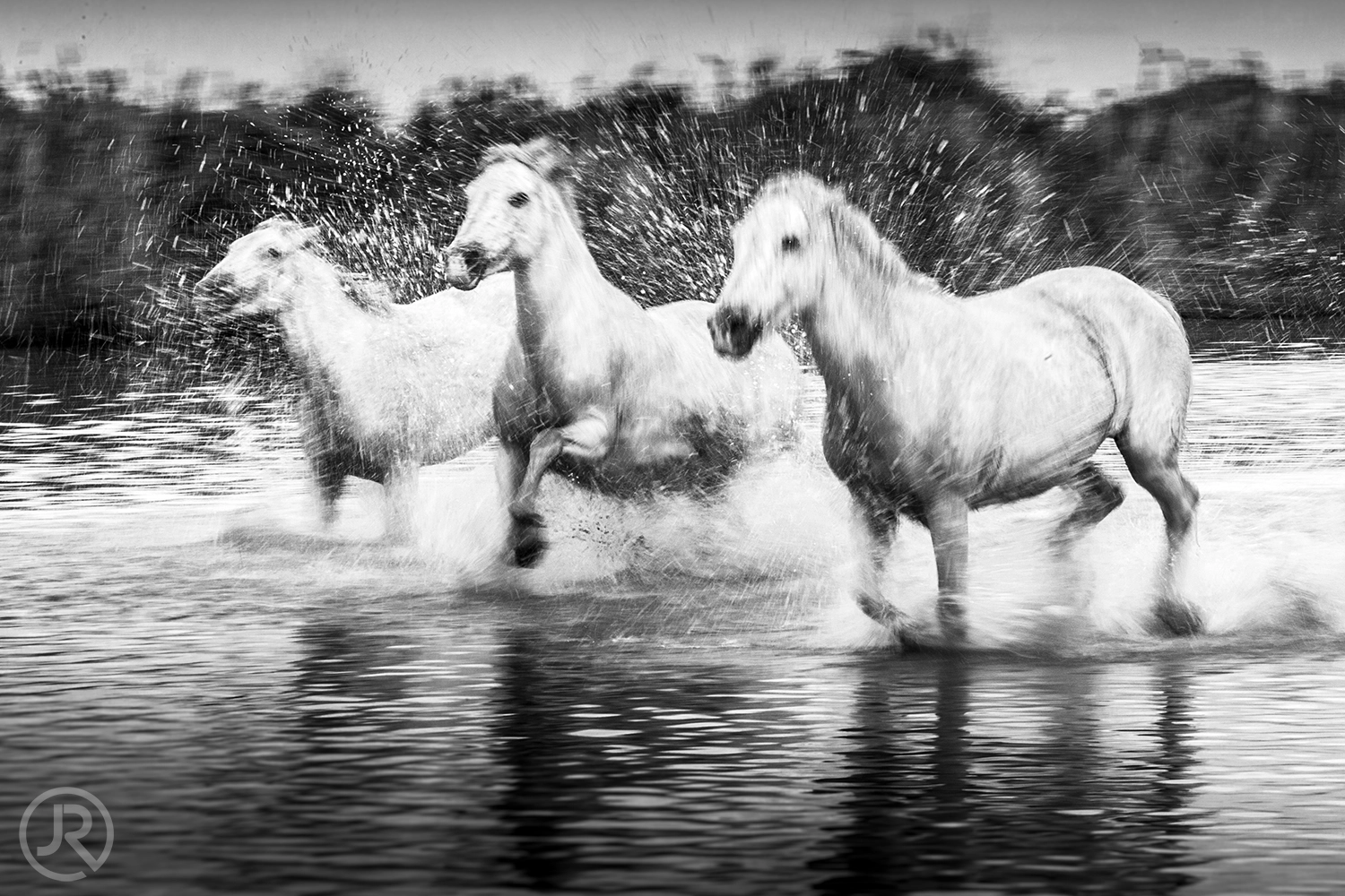 Canon EF 100-400mm F4.5-5.6L IS USM sample photo. Chevaux camarguais photography
