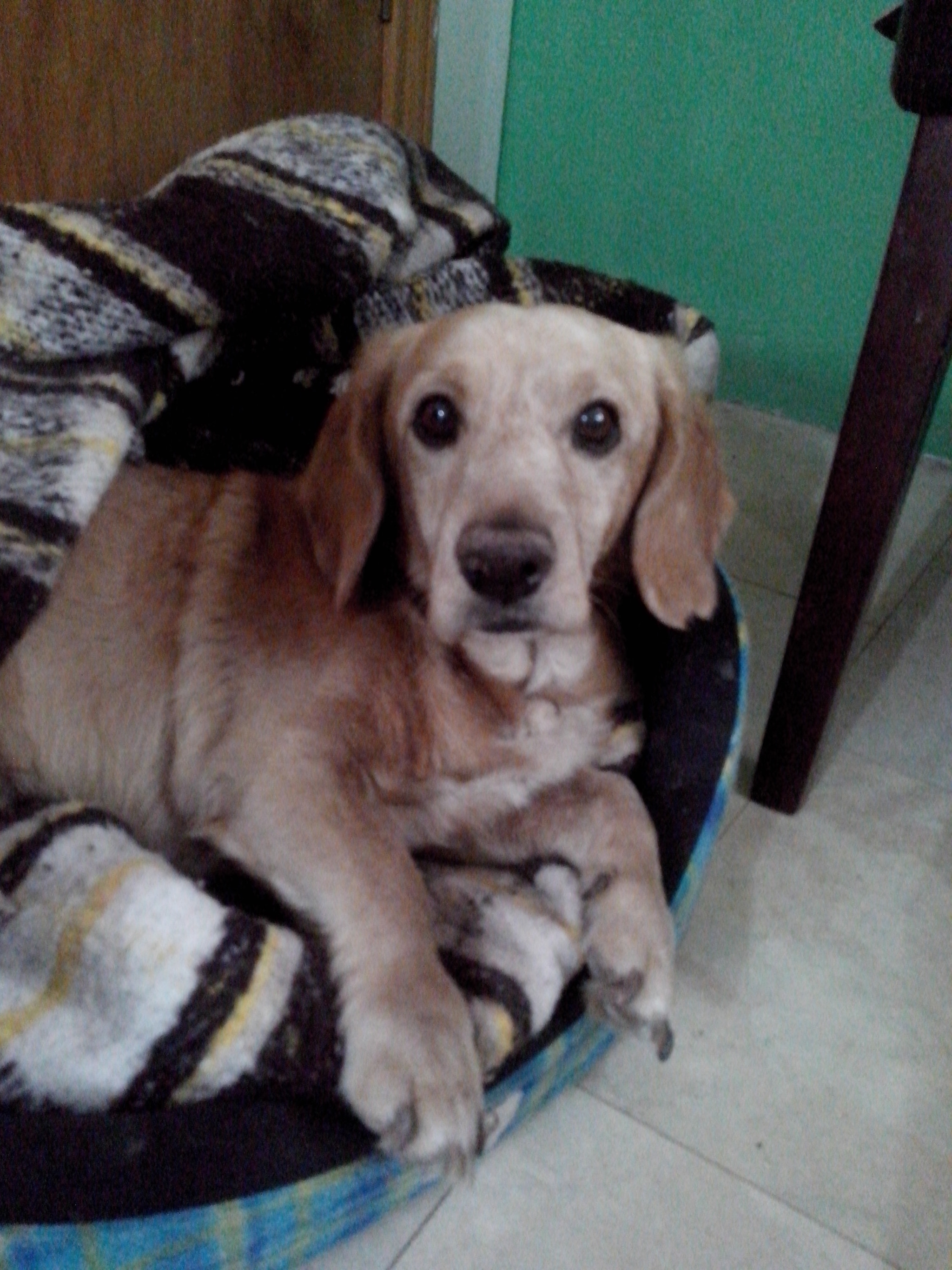 Motorola RAZR D3 sample photo. En mi camita photography
