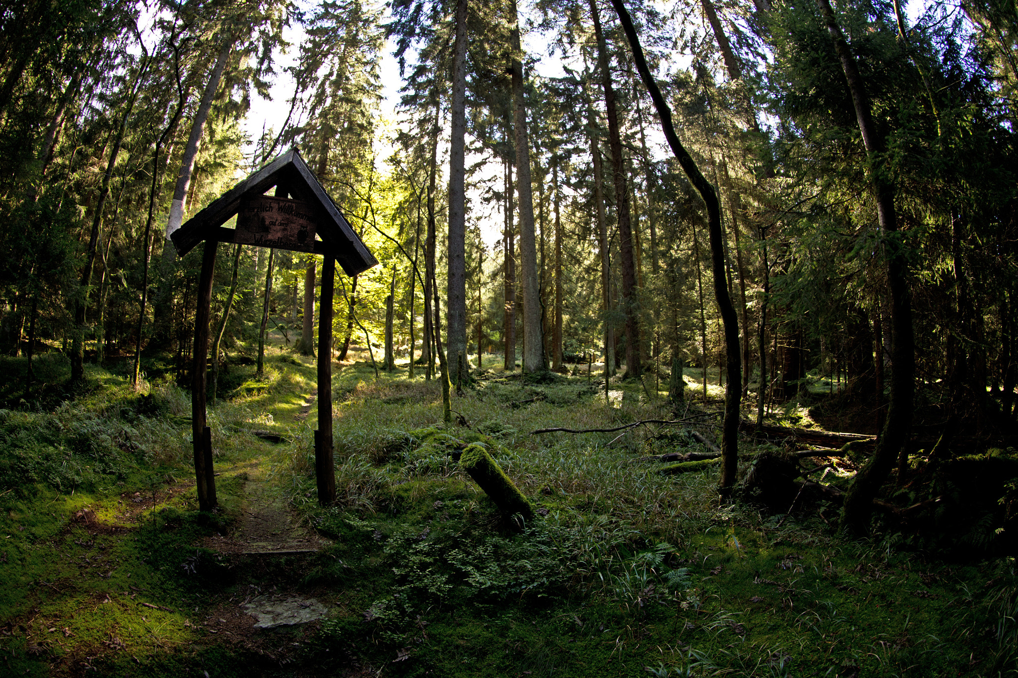 Canon EOS 6D + Canon EF 8-15mm F4L Fisheye USM sample photo. Der thüringer wald an einem sonntag nachmittag. photography