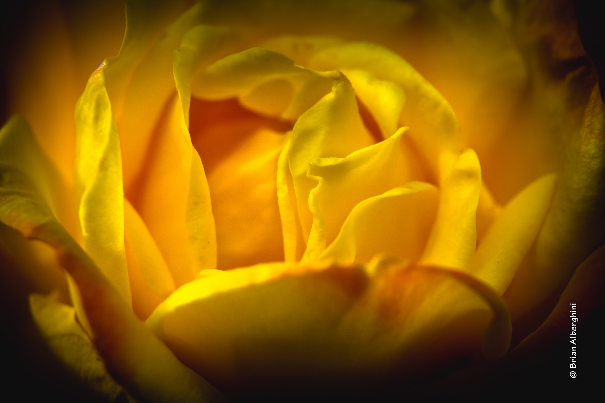 Nikon D7100 + Sigma 24-105mm F4 DG OS HSM Art sample photo. Yellow rose photography