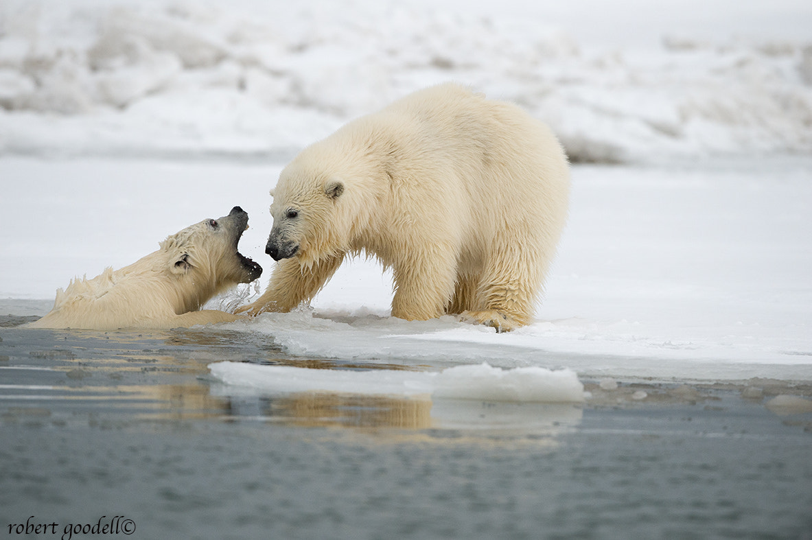 Nikon D4 + Nikon AF-S Nikkor 500mm F4G ED VR sample photo. Polar bear cubs playing photography