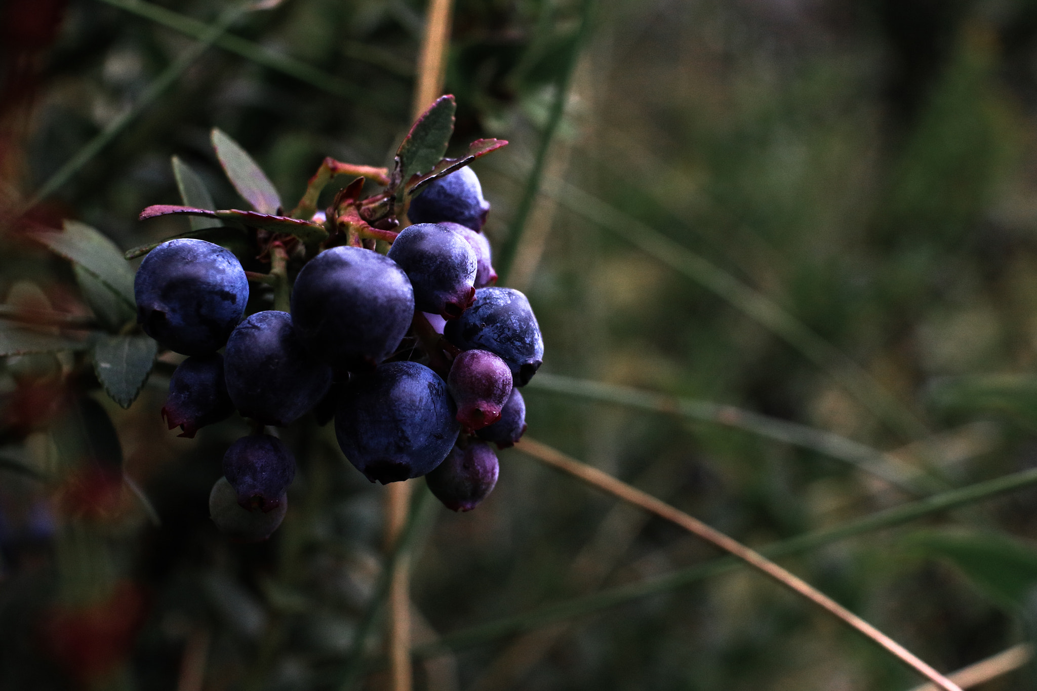 Canon EF-S 24mm F2.8 STM sample photo. Ecuador photography