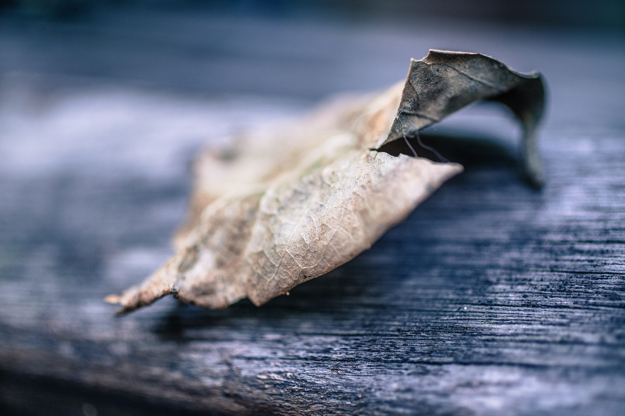 Canon EOS 6D + Canon EF 50mm F2.5 Macro sample photo. Clove photography