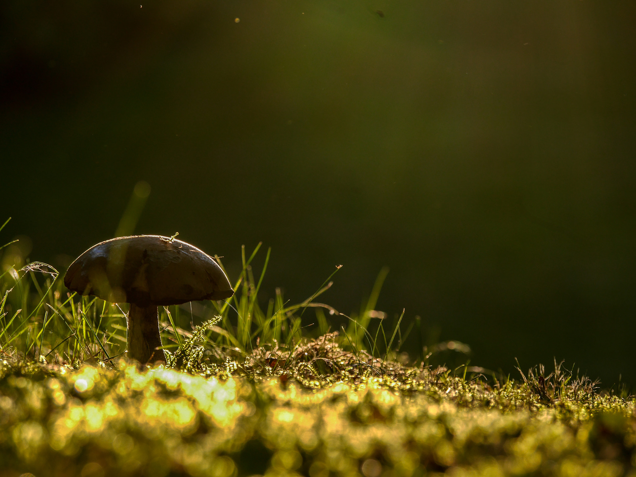 Panasonic Lumix DMC-GM1 sample photo. Mushroom photography