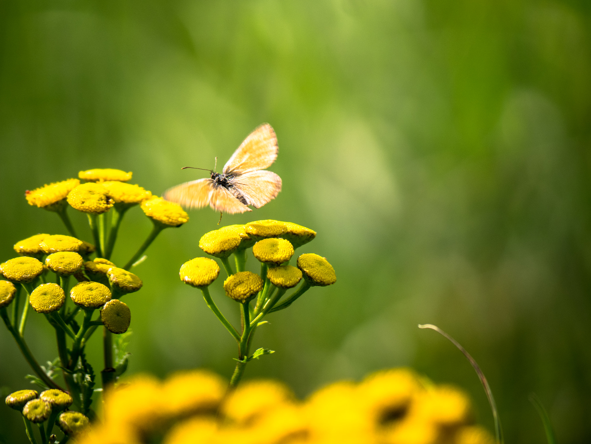 Panasonic Lumix DMC-GM1 sample photo. Butterfly photography