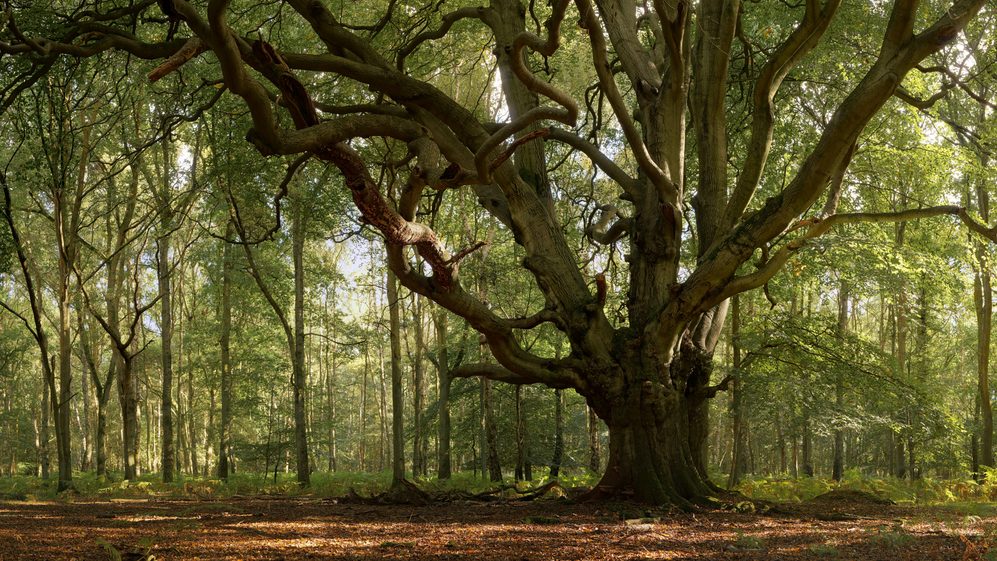 Sony Alpha NEX-6 + E 50mm F1.8 OSS sample photo. The learned tree photography