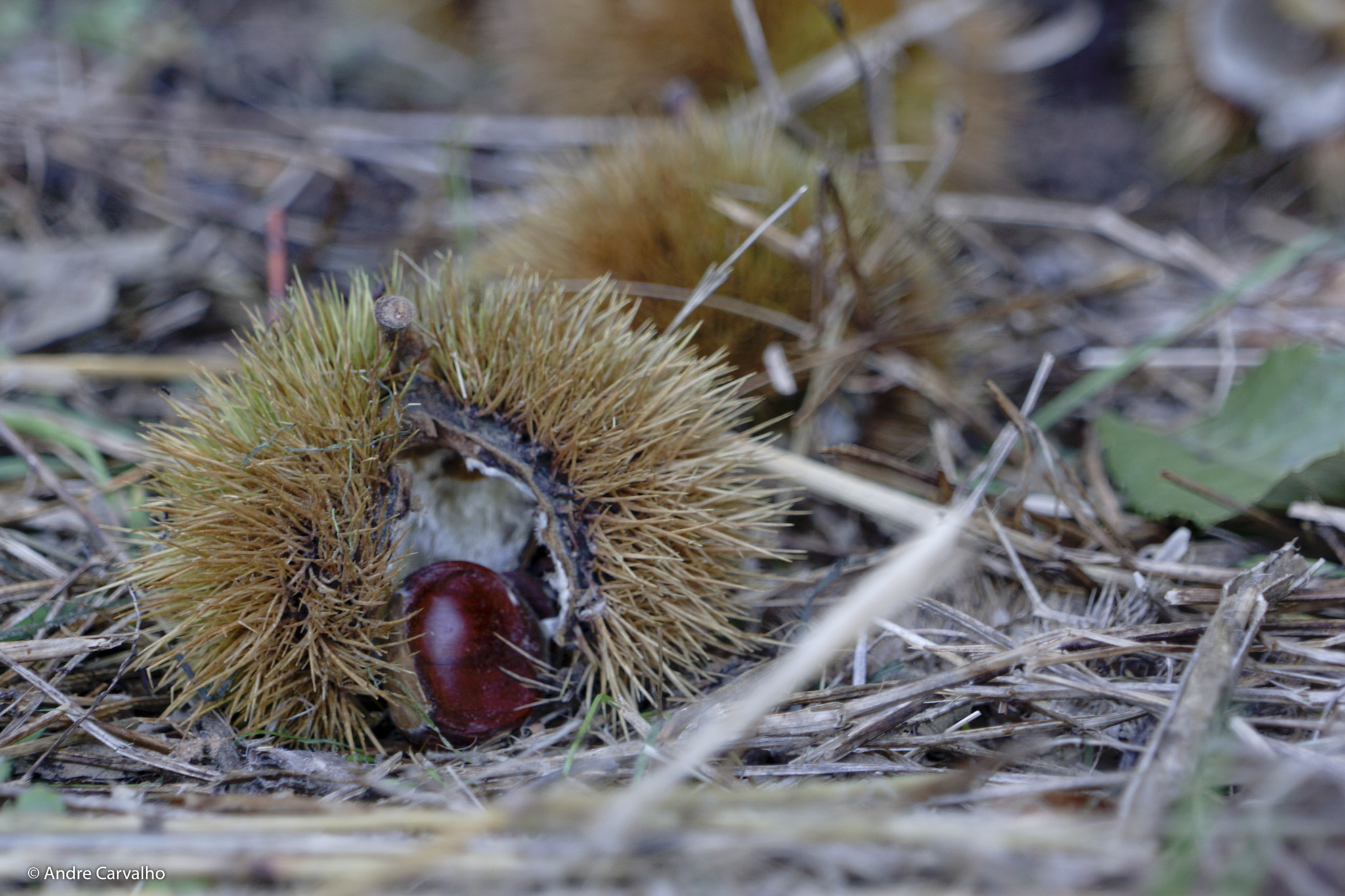 Sony Alpha NEX-7 sample photo. Chestnut photography