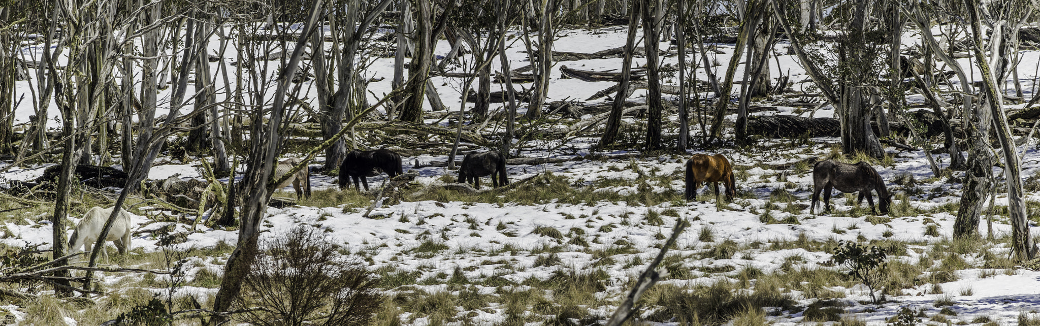 Pentax K-3 II sample photo. Brumby pano photography