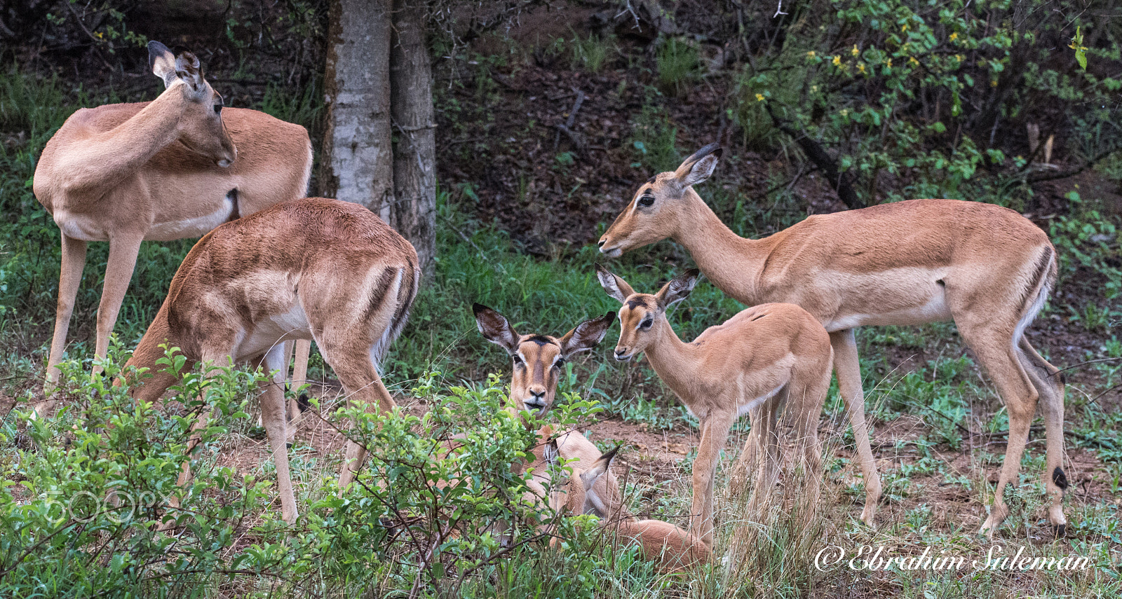 Sigma 150-600mm F5-6.3 DG OS HSM | S sample photo. Family potrait photography