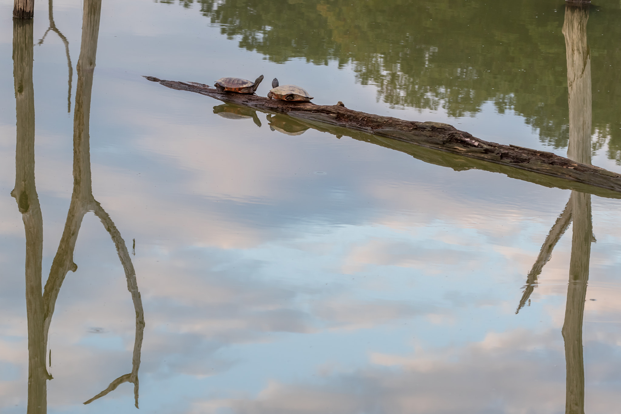 Canon EF 100mm F2.8L Macro IS USM sample photo. Turtle reflections photography