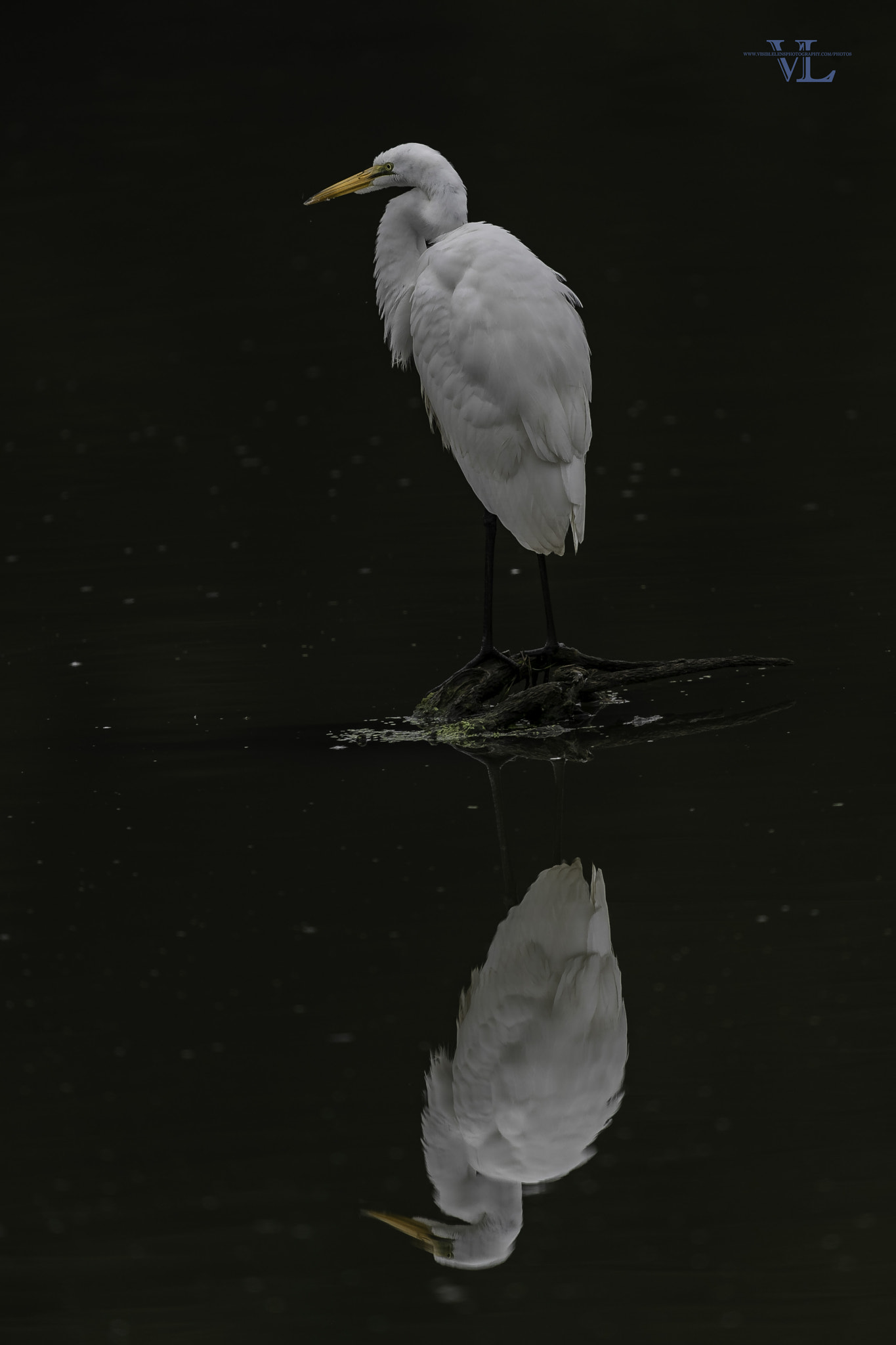 Canon EF 600mm F4L IS II USM sample photo. Mi photography