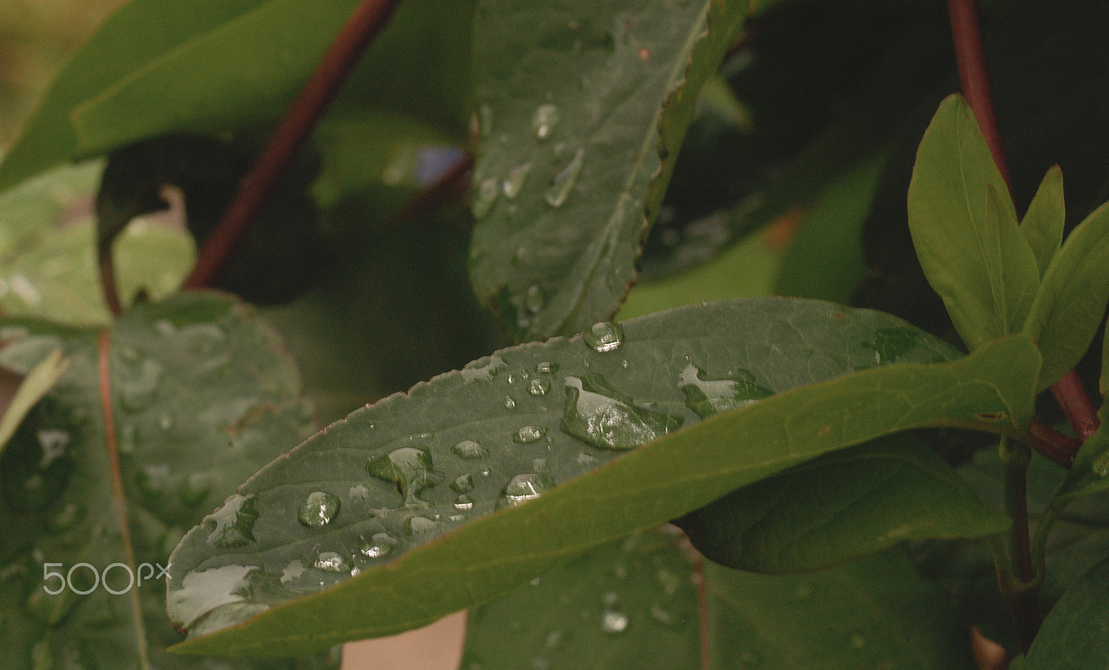 AF Zoom-Nikkor 35-70mm f/3.3-4.5 N sample photo. Gotas de lluvia photography