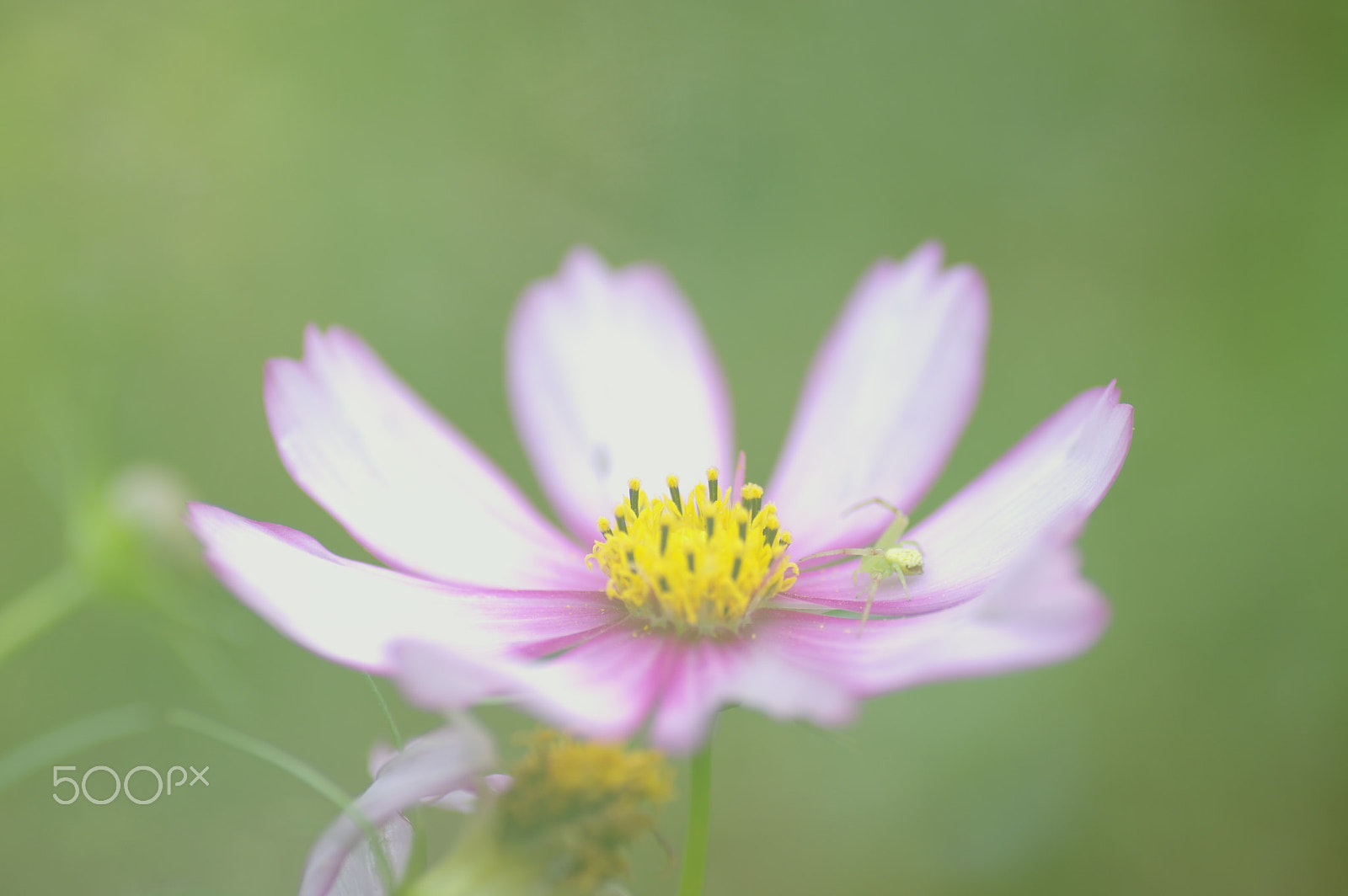 Pentax K-3 II + Tamron SP AF 90mm F2.8 Di Macro sample photo. Cosmos in green photography