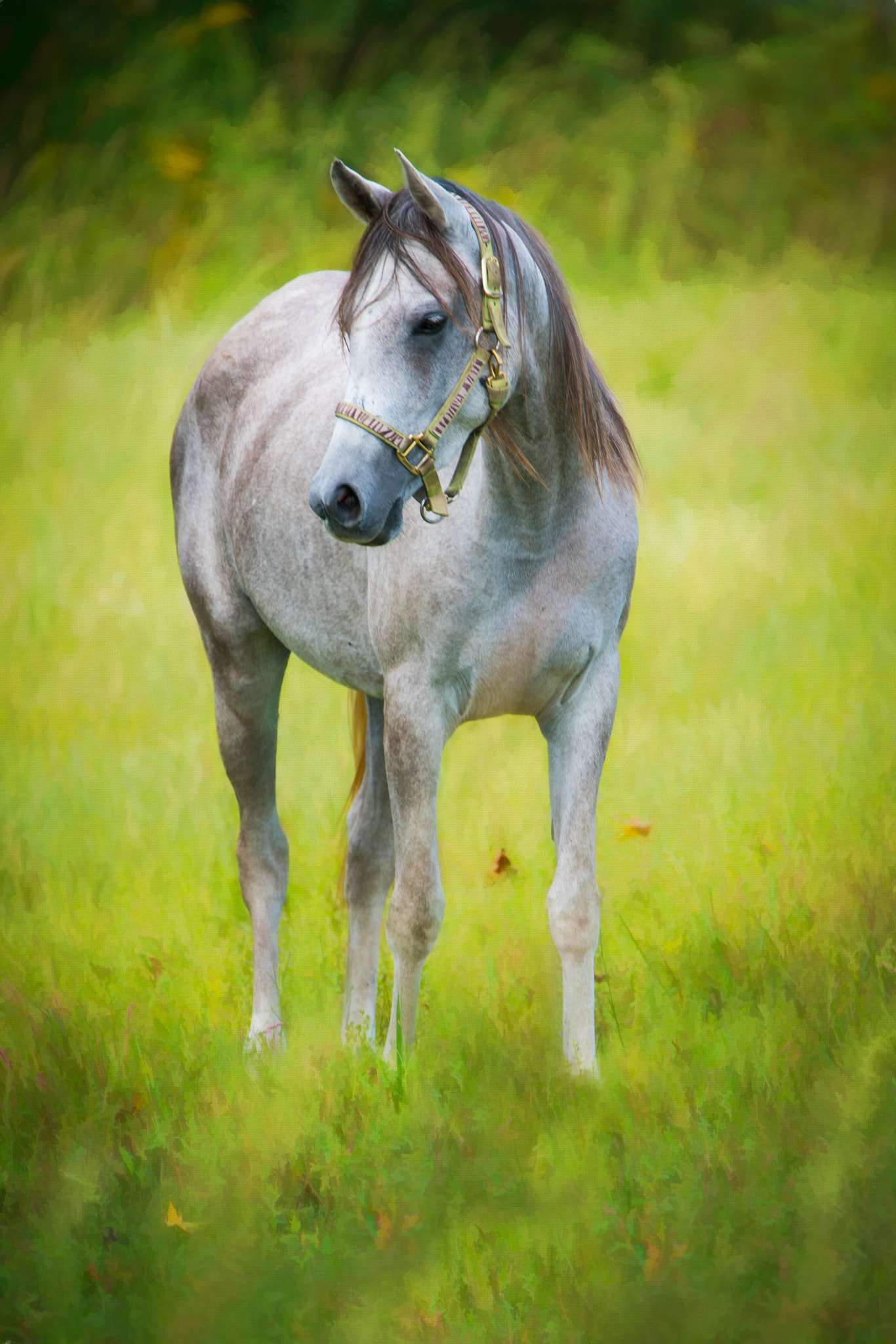 Sony a7R II sample photo. Horse with no name photography