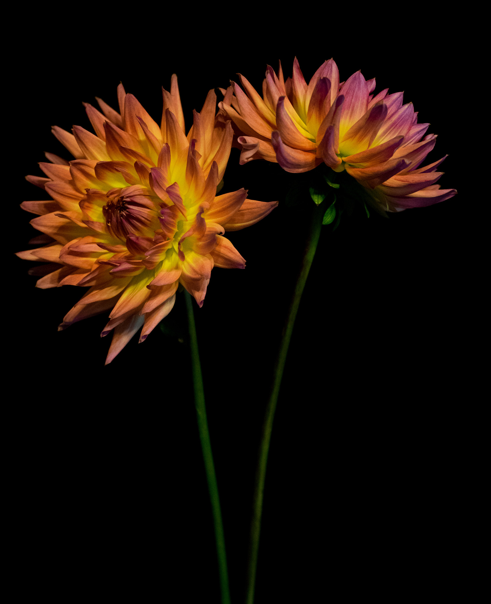 Pentax K-3 + smc PENTAX-FA Macro 50mm F2.8 sample photo. Dahlias photography