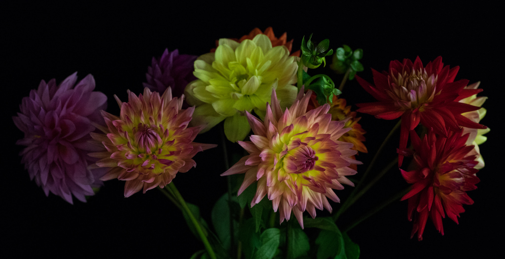 smc PENTAX-FA Macro 50mm F2.8 sample photo. Bouquet of dahlias photography