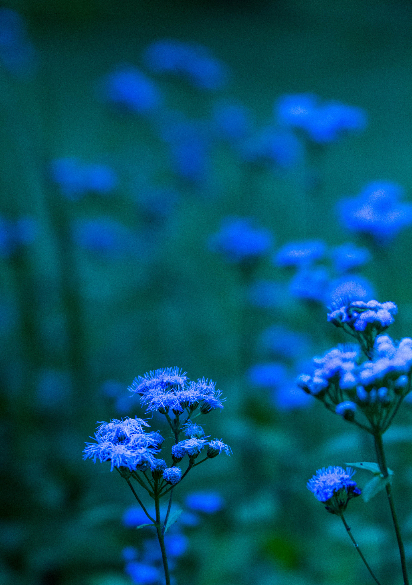 Canon EF 28-135mm F3.5-5.6 IS USM sample photo. Periwinkle photography