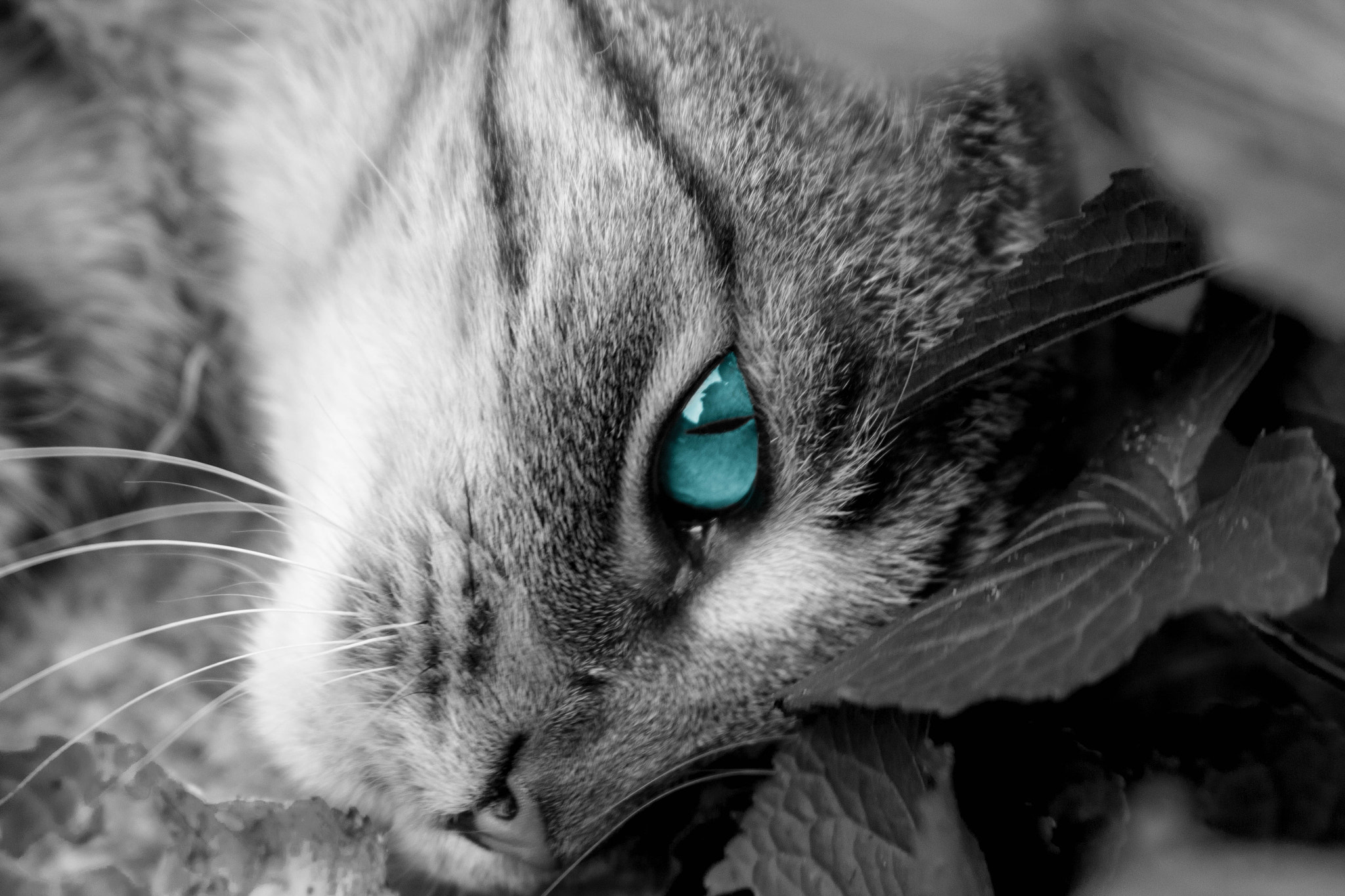 Canon EF 28-135mm F3.5-5.6 IS USM sample photo. Ole' blue eyes photography