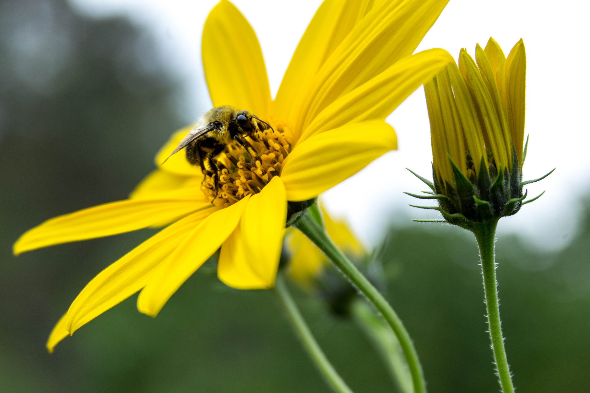 Canon EF 28-135mm F3.5-5.6 IS USM sample photo. Busy bee photography