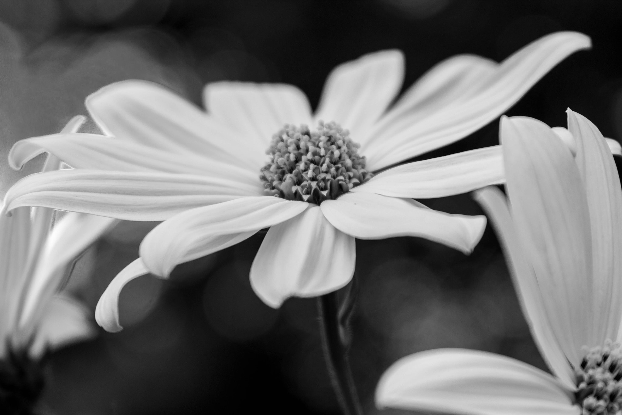 Canon EF 28-135mm F3.5-5.6 IS USM sample photo. October blooms photography