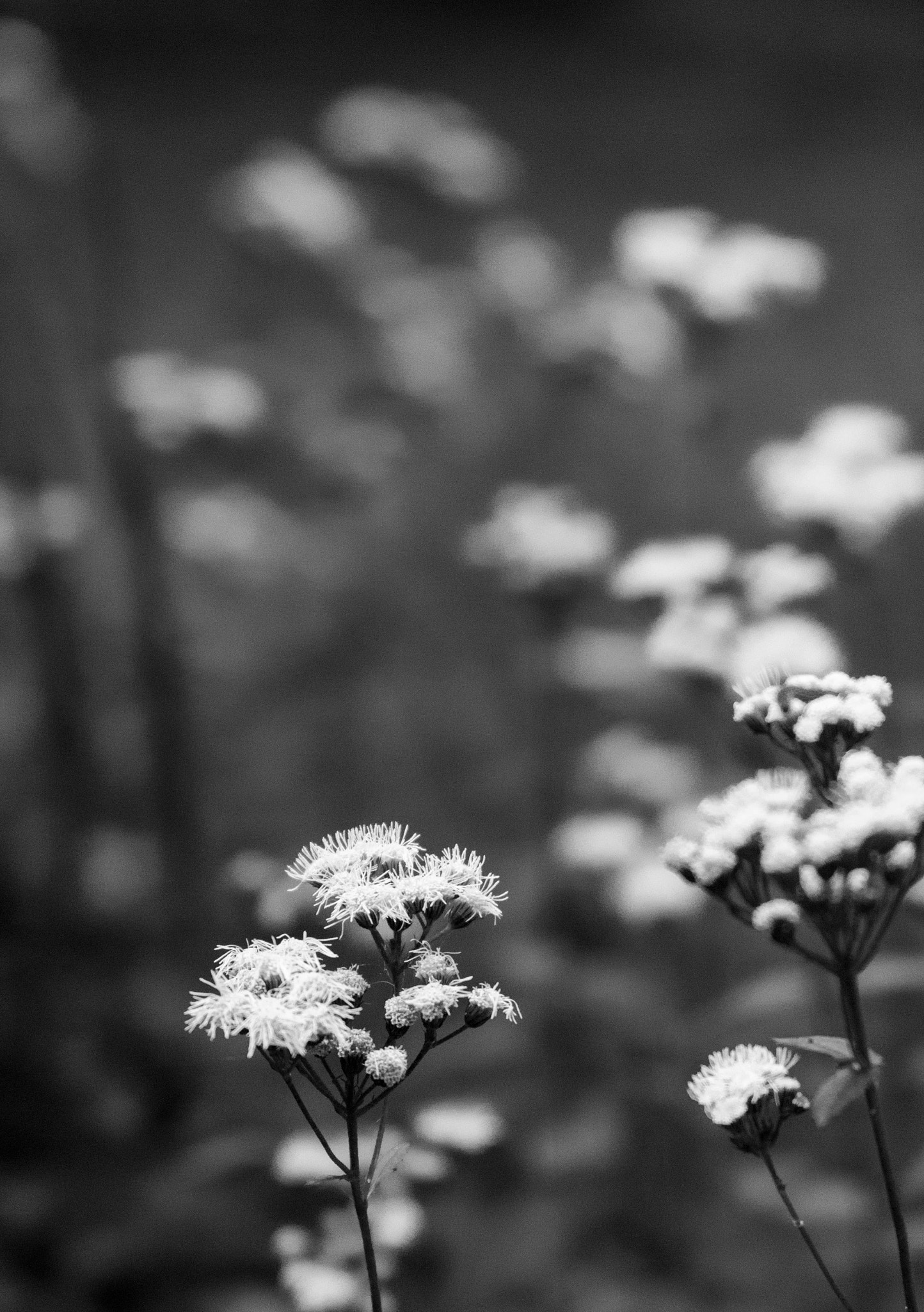 Canon EF 28-135mm F3.5-5.6 IS USM sample photo. White hews photography